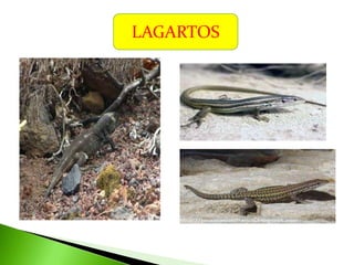 LAGARTOS