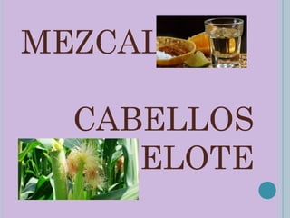 MEZCAL

  CABELLOS
  DE ELOTE
 