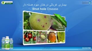 ‫دار‬ ‫هسته‬ ‫میوه‬ ‫درختان‬ ‫غربالی‬ ‫بیماری‬
Shot hole Disease
 