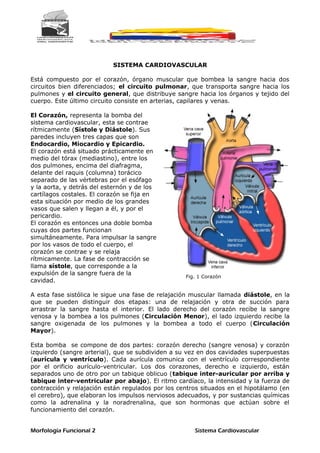 Fig. 1 Corazón
SISTEMA CARDIOVASCULAR
Está compuesto por el corazón, órgano muscular que bombea la sangre hacia dos
circuitos bien diferenciados; el circuito pulmonar, que transporta sangre hacia los
pulmones y el circuito general, que distribuye sangre hacia los órganos y tejido del
cuerpo. Este último circuito consiste en arterias, capilares y venas.
El Corazón, representa la bomba del
sistema cardiovascular, esta se contrae
rítmicamente (Sístole y Diástole). Sus
paredes incluyen tres capas que son
Endocardio, Miocardio y Epicardio.
El corazón está situado prácticamente en
medio del tórax (mediastino), entre los
dos pulmones, encima del diafragma,
delante del raquis (columna) torácico
separado de las vértebras por el esófago
y la aorta, y detrás del esternón y de los
cartílagos costales. El corazón se fija en
esta situación por medio de los grandes
vasos que salen y llegan a él, y por el
pericardio.
El corazón es entonces una doble bomba
cuyas dos partes funcionan
simultáneamente. Para impulsar la sangre
por los vasos de todo el cuerpo, el
corazón se contrae y se relaja
rítmicamente. La fase de contracción se
llama sístole, que corresponde a la
expulsión de la sangre fuera de la
cavidad.
A esta fase sistólica le sigue una fase de relajación muscular llamada diástole, en la
que se pueden distinguir dos etapas: una de relajación y otra de succión para
arrastrar la sangre hasta el interior. El lado derecho del corazón recibe la sangre
venosa y la bombea a los pulmones (Circulación Menor), el lado izquierdo recibe la
sangre oxigenada de los pulmones y la bombea a todo el cuerpo (Circulación
Mayor).
Esta bomba se compone de dos partes: corazón derecho (sangre venosa) y corazón
izquierdo (sangre arterial), que se subdividen a su vez en dos cavidades superpuestas
(aurícula y ventrículo). Cada aurícula comunica con el ventrículo correspondiente
por el orificio aurículo-ventricular. Los dos corazones, derecho e izquierdo, están
separados uno de otro por un tabique oblicuo (tabique inter-auricular por arriba y
tabique inter-ventricular por abajo). El ritmo cardíaco, la intensidad y la fuerza de
contracción y relajación están regulados por los centros situados en el hipotálamo (en
el cerebro), que elaboran los impulsos nerviosos adecuados, y por sustancias químicas
como la adrenalina y la noradrenalina, que son hormonas que actúan sobre el
funcionamiento del corazón.
Morfología Funcional 2 Sistema Cardiovascular
 