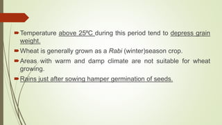 Temperature above 25⁰C during this period tend to depress grain
weight.
Wheat is generally grown as a Rabi (winter)season crop.
Areas with warm and damp climate are not suitable for wheat
growing.
Rains just after sowing hamper germination of seeds.
 