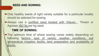 SEED AND SOWING:
Only healthy seeds of right variety suitable for a particular locality
should be selected for sowing.
Always use a certified seed treated with Vitavex , Thiram or
Agrosan @2.5g per kg seed.
TIME OF SOWING:
The optimum time of wheat sowing varies widely depending on
following factors- type of variety, weather conditions, soil
temperature irrigation facility, land preparation and availability of
inputs.
 