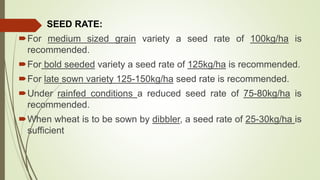 SEED RATE:
For medium sized grain variety a seed rate of 100kg/ha is
recommended.
For bold seeded variety a seed rate of 125kg/ha is recommended.
For late sown variety 125-150kg/ha seed rate is recommended.
Under rainfed conditions a reduced seed rate of 75-80kg/ha is
recommended.
When wheat is to be sown by dibbler, a seed rate of 25-30kg/ha is
sufficient
 