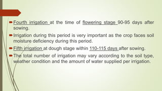 Fourth irrigation at the time of flowering stage 90-95 days after
sowing.
Irrigation during this period is very important as the crop faces soil
moisture deficiency during this period.
Fifth irrigation at dough stage within 110-115 days after sowing.
The total number of irrigation may vary according to the soil type,
weather condition and the amount of water supplied per irrigation.
 