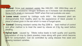  Control: Grow rust resistant variety like HW-291, HW 2004.Stop use of
application of excessive nitrogen fertilizers as it increase rust development.
Spray 0.2% zineb or mancozeb 75WP when first rust pustules are seen.
 Loose smut: caused by Ustilago nuda tritici , the diseased plant are
distinguishable from healthy plant by the appearance of black powder in
place of wheat grain in the ear which is mass of fungal spore.
 Control: Growing resistant variety like Raj 2296 is best method of control
and other method is to treat the seed by vitavex at 2.5g /kg seed before
planting.
 Karnal bunt: caused by Tilletia indica leads to both quality and quantity
degradation of crop by black powdery mass along with grain which become
unfit for consumption. Can be controlled by using disease free seed and
growing resistant varieties.
 