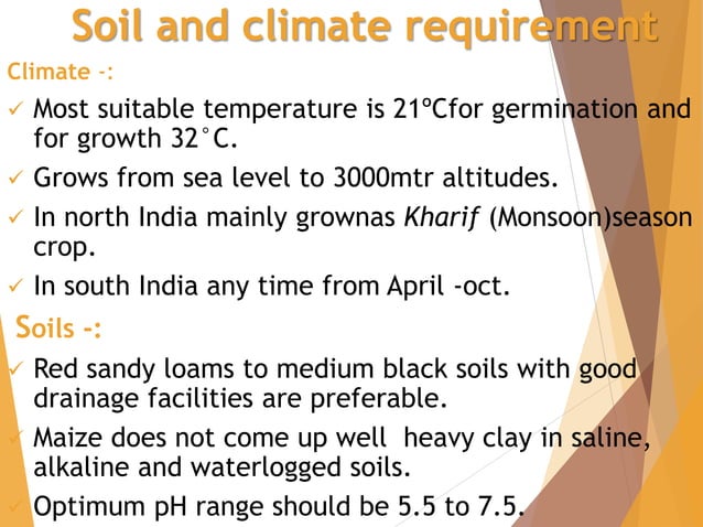 Maize | PPTX | Agriculture | Industries