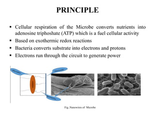 PRINCIPLE
 Cellular respiration of the Microbe converts nutrients into
adenosine triphoshate (ATP) which is a fuel cellular activity
 Based on exothermic redox reactions
 Bacteria converts substrate into electrons and protons
 Electrons run through the circuit to generate power
Fig..Nanowires of Microbe
 
