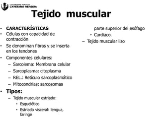 Tejido muscular
• CARACTERÍSTICAS
• Células con capacidad de
contracción
• Se denominan fibras y se inserta
en los tendones
• Componentes celulares:
– Sarcolema: Membrana celular
– Sarcoplasma: citoplasma
– REL.: Retículo sarcoplasmático
– Mitocondrias: sarcosomas
• Tipos:
– Tejido muscular estriado:
• Esquelético
• Estriado visceral: lengua,
faringe
parte superior del esófago
• Cardiaco.
– Tejido muscular liso
 