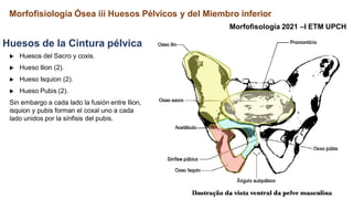 Morfofisiología Ósea iii Huesos Pélvicos y del Miembro inferior
Morfofisología 2021 –I ETM UPCH
Huesos de la Cintura pélvica
▶ Huesos del Sacro y coxis.
▶ Hueso Ilion (2).
▶ Hueso Isquion (2).
▶ Hueso Pubis (2).
Sin embargo a cada lado la fusión entre Ilion,
isquion y pubis forman el coxal uno a cada
lado unidos por la sínfisis del pubis.
 