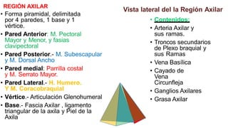 REGIÓN AXILAR
• Forma piramidal, delimitada
por 4 paredes, 1 base y 1
vértice.
• Pared Anterior: M. Pectoral
Mayor y Menor, y fasias
clavipectoral
• Pared Posterior.- M. Subescapular
y M. Dorsal Ancho
• Pared medial: Parrilla costal
y M. Serrato Mayor.
• Pared Lateral.- H. Humero.
Y M. Coracobraquial
• Vértice.- Articulación Glenohumeral
• Base.- Fascia Axilar , ligamento
triangular de la axila y Piel de la
Axila
Vista lateral del la Región Axilar
• Contenidos:
• Arteria Axilar y
sus ramas.
• Troncos secundarios
de Plexo braquial y
sus Ramas
• Vena Basílica
• Cayado de
Vena
Circunfleja
• Ganglios Axilares
• Grasa Axilar
 
