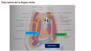 Vista lateral del la Región Axilar
Fascia Axilar
Pared Anterior
Pared Posterior
 