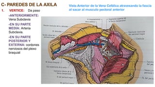 C- PAREDES DE LA AXILA
1. VERTICE: Da paso
-ANTERIORMENTE:
Vena Subclavia
-EN SU PARTE
MEDIA: Arteria
Subclavia.
-EN SU PARTE
POSTERIOR Y
EXTERNA: cordones
nerviosos del plexo
braquial
Vista Anterior de la Vena Cefálica atravesando la fascia
al sacar al musculo pectoral anterior
 