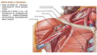 Arteria Axilar y relaciones
• Nace de Mitad inf. Clavicula,
hasta bode inf. De M. pectoral
mayor
• Detrás de V. Axilar ( a su vez
formada por la confluencia de
basílica y cefálica).Rodeada
por los troncos secundarios del
plexo braquial
 