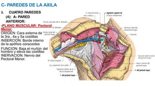 C- PAREDES DE LA AXILA
3. CUATRO PAREDES
(4): A- PARED
ANTERIOR:
-PLANO MUSCULAR: Pectoral
Menor.
ORIGEN: Cara externa de
la 3ra , 4a y 5a costillas
INSERCION: Borde interno
de la apófisis coracoides
FUNCION: Baja el muñón del
hombro y eleva las costillas
INERVACION: Nervio del
Pectoral Menor.
 