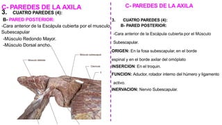 C- PAREDES DE LA AXILA
3. CUATRO PAREDES (4):
B- PARED POSTERIOR:
-Cara anterior de la Escápula cubierta por el musculo
Subescapular
-Músculo Redondo Mayor.
-Músculo Dorsal ancho.
C- PAREDES DE LA AXILA
3. CUATRO PAREDES (4):
B- PARED POSTERIOR:
-Cara anterior de la Escápula cubierta por el Músculo
Subescapular.
ORIGEN: En la fosa subescapular, en el borde
espinal y en el borde axilar del omóplato
INSERCION: En el troquin.
FUNCION: Aductor, rotador interno del húmero y ligamento
activo.
INERVACION: Nervio Subescapular.
 