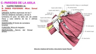 C- PAREDES DE LA AXILA
3. CUATRO PAREDES (4):
B- PARED POSTERIOR: -Músc. Dorsal
ancho.
ORIGEN: Apófisis espinosas de las 7
Últimas vértebras dorsales y de las 5
lumbares,1/3 post. de labio ext. de cresta
ilíaca y cara externa de las 3 últimas
costillas.
INSERCION: El fondo de corredera
bicipital.
FUNCION: Músculo trepador.
INERVACION: Nervio del Dorsal
ancho.
 