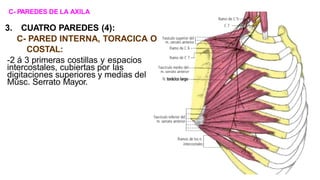 C- PAREDES DE LA AXILA
3. CUATRO PAREDES (4):
C- PARED INTERNA, TORACICA O
COSTAL:
-2 á 3 primeras costillas y espacios
intercostales, cubiertas por las
digitaciones superiores y medias del
Músc. Serrato Mayor.
 