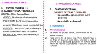 C- PAREDES DE LA AXILA
3. CUATRO PAREDES (4):
C- PARED INTERNA, TORACICA O
COSTAL: -Músc. Serrato Mayor.
-ORIGEN: Borde espinal del omóplato.
-INSERCION: 9 ó 10 primeras costillas,
formando 3 fascículos más o menos distintos.
-FUNCION: Lleva el omóplato adelante y el
hombro hacia arriba, eleva las costillas.
-INERVACION: Nervio del Serrato mayor.
C- PAREDES DE LA AXILA
3. CUATRO PAREDES (4):
D- PARED EXTERNA O BRAQUIAL:
-Músculo Bíceps braquial con sus 2
porciones.
-Músculo Coracobraquial.
D- CONTENIDO
1. ARTERIA AXILAR.
❑ Es arteria de grueso calibre, continuación de la
arteria Subclavia.
❑ Nace a nivel del 1/3 medio, cara inferior de la clavícula y
se dirige en diagonal hacia abajo, atraviesa la axila y
termina a nivel del cuello quirúrgico del húmero (borde
inferior del Pectoral Mayor) donde se convierte en Arteria
Humeral.
 