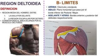 REGION DELTOIDEA
DEFINICION
• REGION MEDIA DEL HOMBRO, ENTRE:
1. LA AXILA POR DELANTE
2. LA REGION ESCAPULAR POR DETRÁS.
• CORRESPONDE AL AREA OCUPADA POR EL
MUSCULO DELTOIDES.
B- LIMITES
• ARRIBA: Clavícula y escápula.
• ABAJO: Plano horizontal que pasa por el
borde inferior de Pectoral Mayor.
• ADELANTE Y ATRÁS: Bordes anterior y posterior del
deltoides respectivamente
 