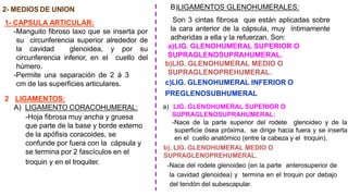 2- MEDIOS DE UNION
1- CAPSULA ARTICULAR:
-Manguito fibroso laxo que se inserta por
su circunferencia superior alrededor de
la cavidad glenoidea, y por su
circunferencia inferior, en el cuello del
húmero.
-Permite una separación de 2 á 3
cm de las superficies articulares.
2 LIGAMENTOS:
A) LIGAMENTO CORACOHUMERAL:
-Hoja fibrosa muy ancha y gruesa
que parte de la base y borde externo
de la apófisis coracoides, se
confunde por fuera con la cápsula y
se termina por 2 fascículos en el
troquin y en el troquiter.
B)LIGAMENTOS GLENOHUMERALES:
Son 3 cintas fibrosa que están aplicadas sobre
la cara anterior de la cápsula, muy íntimamente
adheridas a ella y la refuerzan. Son:
a)LIG. GLENOHUMERAL SUPERIOR O
SUPRAGLENOSUPRAHUMERAL.
b)LIG. GLENOHUMERAL MEDIO O
SUPRAGLENOPREHUMERAL.
c)LIG. GLENOHUMERAL INFERIOR O
PREGLENOSUBHUMERAL
a) LIG. GLENOHUMERAL SUPERIOR O
SUPRAGLENOSUPRAHUMERAL:
-Nace de la parte superior del rodete glenoideo y de la
superficie ósea próxima, se dirige hacia fuera y se inserta
en el cuello anatómico (entre la cabeza y el troquin).
-Nace del rodete glenoideo (en la parte anterosuperior de
la cavidad glenoidea) y termina en el troquin por debajo
del tendón del subescapular.
b). LIG. GLENOHUMERAL MEDIO O
SUPRAGLENOPREHUMERAL.
 