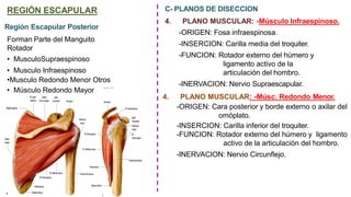 REGIÓN ESCAPULAR
Región Escapular Posterior
Forman Parte del Manguito
Rotador
• MusculoSupraespinoso
• Musculo Infraespinoso
•Musculo Redondo Menor Otros
• Músculo Redondo Mayor
C- PLANOS DE DISECCION
4. PLANO MUSCULAR: -Músculo Infraespinoso.
-ORIGEN: Fosa infraespinosa.
-INSERCION: Carilla media del troquiter.
-FUNCION: Rotador externo del húmero y
ligamento activo de la
articulación del hombro.
-INERVACION: Nervio Supraescapular.
4. PLANO MUSCULAR: -Músc. Redondo Menor.
-ORIGEN: Cara posterior y borde externo o axilar del
omóplato.
-INSERCION: Carilla inferior del troquiter.
-FUNCION: Rotador externo del húmero y ligamento
activo de la articulación del hombro.
-INERVACION: Nervio Circunflejo.
 