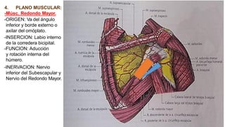 4. PLANO MUSCULAR:
-Músc. Redondo Mayor.
-ORIGEN: Va del ángulo
inferior y borde externo o
axilar del omóplato.
-INSERCION: Labio interno
de la corredera bicipital.
-FUNCION: Aducción
y rotación interna del
húmero.
-INERVACION: Nervio
inferior del Subescapular y
Nervio del Redondo Mayor.
 