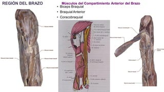 REGIÓN DEL BRAZO Músculos del Compartimiento Anterior del Brazo
• Biceps Braquial
• BraquialAnterior
• Coracobraquial
 