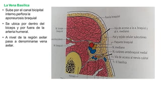 La Vena Basílica
• Sube por el canal bicipital
interno,perfora la
aponeurosis braquial
• Se ubica por dentro del
biceps y por fuera de la
arteria humeral.
• A nivel de la región axilar
pasa a denominarse vena
axilar.
 