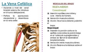La Vena Cefálica
• Asciende a nivel del canal
bicipital externo.Se introduce
en el surco deltopectoral,
• Perfora la aponeurosis
clavipectoral y desemboca
en la vena axilar.
MÚSCULOS DEL BRAZO
R
E
G
IÓNA
N
T
E
R
IOR
Coracobraquial
⦿ Inserción:apófisiscoracoidesy
cara interna de húmero.
⦿ Inervación:musculocutáneo.
⦿ Acción: lleva hacia delante y adentro
el
brazo.
Bícepsbraquial
⦿ Inserción: la porción corta en la
apófisis coracoides,la porción larga
en el tubérculo supraglenoideo y
ambas se fijanen la tuberosidad
bicipitaldel radio.
⦿ Inervación:nervio musculocutáneo.
⦿ Acción:flexiona elantebrazo sobre el
brazo
 