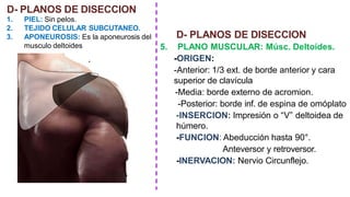 D- PLANOS DE DISECCION
1. PIEL: Sin pelos.
2. TEJIDO CELULAR SUBCUTANEO.
3. APONEUROSIS: Es la aponeurosis del
musculo deltoides
.
D- PLANOS DE DISECCION
5. PLANO MUSCULAR: Músc. Deltoídes.
-ORIGEN:
-Anterior: 1/3 ext. de borde anterior y cara
superior de clavícula
-Media: borde externo de acromion.
-Posterior: borde inf. de espina de omóplato
-INSERCION: Impresión o “V” deltoidea de
húmero.
-FUNCION: Abeducción hasta 90°.
Anteversor y retroversor.
-INERVACION: Nervio Circunflejo.
 
