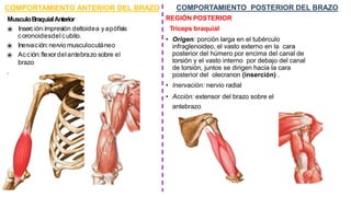 MusculoBraquialAnterior
⦿ Inserción:impresión deltoidea yapófisis
coronoidesdelcubito.
⦿ Inervación:nervio musculocutáneo
⦿ Acción: flexordelantebrazo sobre el
brazo
.
65
COMPORTAMIENTO ANTERIOR DEL BRAZO COMPORTAMIENTO POSTERIOR DEL BRAZO
REGIÓN POSTERIOR
Tríceps braquial
• Origen: porción larga en el tubérculo
infraglenoideo, el vasto externo en la cara
posterior del húmero por encima del canal de
torsión y el vasto interno por debajo del canal
de torsión, juntos se dirigen hacia la cara
posterior del olecranon (inserción) .
• Inervación: nervio radial
• Acción: extensor del brazo sobre el
antebrazo
 