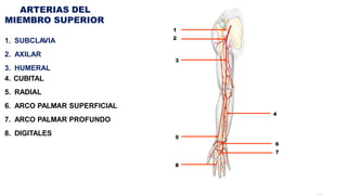 ARTERIAS DEL
MIEMBRO SUPERIOR
1. SUBCLAVIA
2. AXILAR
3. HUMERAL
4. CUBITAL
5. RADIAL
6. ARCO PALMAR SUPERFICIAL
7. ARCO PALMAR PROFUNDO
8. DIGITALES
1
2
3
4
5
6
7
8
 