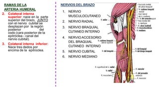 RAMAS DE LA
ARTERIA HUMERAL
2. Colateral interna
superior: nace en la parte
superior del brazo, JUNTO
con el nervio cubital se
desplazan por la región
posterior del
codo (cara posterior de la
epitróclea - canal del
nervio cubital).
3. Colateral interna inferior:
Nace tres dedos por
encima de la epitroclea.
NERVIOS DEL BRAZO
1. NERVIO
MUSCULOCUTANEO
2. NERVIO RADIAL
3. NERVIO BRAQUIAL
CUTANEO INTERNO
4. NERVIO ACCESORIO
DEL BRAQUIAL
CUTANEO INTERNO
5. NERVIO CUBITAL
6. NERVIO MEDIANO
 