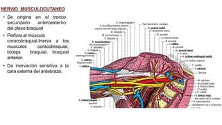 NERVIO MUSCULOCUTANEO
• Se origina en el tronco
secundario anteroexterno
del plexo braquial
• Perfora al músculo
coracobraquial,Inerva a los
musculos coracobraquial,
biceps braquial, braquial
anterior.
• Da inervación sensitiva a la
cara externa del antebrazo.
 