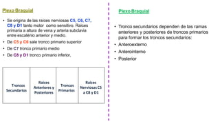 Plexo Braquial
• Se origina de las raíces nerviosas C5, C6, C7,
C8 y D1 tanto motor como sensitivo. Raices
primaria a altura de vena y arteria subclavia
entre escalénlo anterior y medio.
• De C5 y C6 sale tronco primario superior
• De C7 tronco primario medio
• De C8 y D1 tronco primario inferior,
Troncos
Secundarios
Raices
Anteriores y
Posteriores
Troncos
Primarios
Raices
NerviosasC5
a C8 y D1
Plexo Braquial
• Tronco secundarios dependen de las ramas
anteriores y posteriores de troncos primarios
para formar los troncos secundarios:
• Anteroexterno
• Anterointerno
• Posterior
 