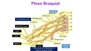 Plexo Braquial
Nervio Cutaneo Antebraquial y
Cutaneo braquial media
Mediano
Cubital
Radia
Axilar
Musculocutaneo
N. Pectorales y asa
Toracico
Largo
Subclavio
 