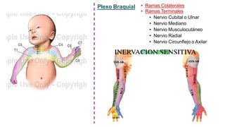 Plexo Braquial • Ramas Colaterales
• Ramas Terminales
• Nervio Cubital o Ulnar
• Nervio Mediano
• Nervio Musculocutáneo
• Nervio Radial
• Nervio Circunflejo o Axilar
 