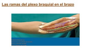 Las ramas del plexo braquial en el brazo
 