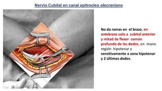 Nervio Cubital en canal epitrocleo olecraniano
No da ramas en el brazo, en
antebrazo solo a cubital anterior
y mitad de flexor común
profundo de los dedos, en mano
región hipotenar y
sensitivamente a zona hipotenar
y 2 últimos dedos.
 