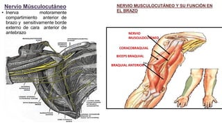 Nervio Músculocutáneo
• Inerva motoramente
compartimiento anterior de
brazo y sensitivamente borde
externo de cara anterior de
antebrazo
NERVIO MUSCULOCUTÁNEO Y SU FUNCIÓN EN
EL BRAZO
NERVIO
MUSCULOCUTÁNEO
CORACOBRAQUIAL
BICEPS BRAQUIAL
BRAQUIAL ANTERIOR
 