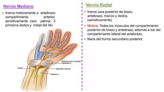 Nervio Mediano
• Inerva motoramente a antebrazo
compartimiento anterior,
sensitivamente cara palmar, 3
primeros dedos y mitad del 4to
Nervio Radial
• Inerva cara posterior de brazo,
antebrazo, manos y dedos.
(sensitivamente)
• Motora: Todos los músculos del compartimiento
posterior de brazo y antebrazo, además a los del
compartimiento lateral del antebrazo.
• Nace del tronco secundario posterior.
 