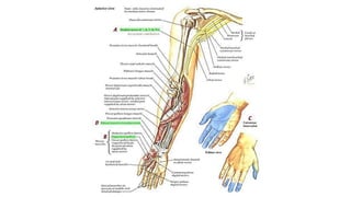 MF_Clase_II-1_Hombro_RegionBraquial.pdf