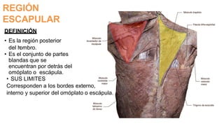 REGIÓN
ESCAPULAR
DEFINICIÓN
• Es la región posterior
del h
ombro.
• Es el conjunto de partes
blandas que se
encuentran por detrás del
omóplato o escápula.
• SUS LIMITES
Corresponden a los bordes externo,
interno y superior del omóplato o escápula.
 