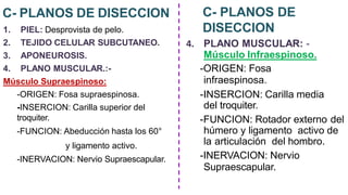 C- PLANOS DE DISECCION
1. PIEL: Desprovista de pelo.
2. TEJIDO CELULAR SUBCUTANEO.
3. APONEUROSIS.
4. PLANO MUSCULAR.:-
Músculo Supraespinoso:
-ORIGEN: Fosa supraespinosa.
-INSERCION: Carilla superior del
troquiter.
-FUNCION: Abeducción hasta los 60°
y ligamento activo.
-INERVACION: Nervio Supraescapular.
C- PLANOS DE
DISECCION
4. PLANO MUSCULAR: -
Músculo Infraespinoso.
-ORIGEN: Fosa
infraespinosa.
-INSERCION: Carilla media
del troquiter.
-FUNCION: Rotador externo del
húmero y ligamento activo de
la articulación del hombro.
-INERVACION: Nervio
Supraescapular.
 