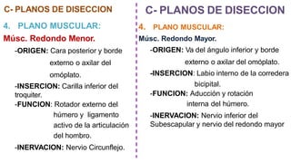 C- PLANOS DE DISECCION
4. PLANO MUSCULAR:
Músc. Redondo Menor.
-ORIGEN: Cara posterior y borde
externo o axilar del
omóplato.
-INSERCION: Carilla inferior del
troquiter.
-FUNCION: Rotador externo del
húmero y ligamento
activo de la articulación
del hombro.
-INERVACION: Nervio Circunflejo.
C- PLANOS DE DISECCION
4. PLANO MUSCULAR:
Músc. Redondo Mayor.
-ORIGEN: Va del ángulo inferior y borde
externo o axilar del omóplato.
-INSERCION: Labio interno de la corredera
bicipital.
-FUNCION: Aducción y rotación
interna del húmero.
-INERVACION: Nervio inferior del
Subescapular y nervio del redondo mayor
 
