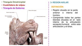 • Triangulo Omotricipital
• Cuadrilatero de velpau
• Triangulo de Gutierrez
3- REGION AXILAR
DEFINICIÓN:
• Región situada en la parte
anterior e interna del
hombro.
• Comprende todas las partes
blandas situadas en el lado
interno de la articulación
escapulo-humeral, entre esta
articulación y el tórax.
 