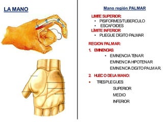 LA MANO Mano región PALMAR
LIMIT
ESUPERIOR:
• PISIFORMES/TUBERCULO
• ESCAFOIDES
LÍMITE INFERIOR
• PLIEGUE DÍGITO PALMAR
REGION PALMAR:
1. EMINENCIAS:
• EMI
NENCIATENAR
EMI
NENCI
AH
IPOTENAR
EMI
NENCI
A DI
GITOPALMAR.
2. HU
ECO DEL
AMANO:
• TRESPLI
EGUES
:
SUPERIOR
MEDIO
INFERIOR
 