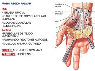 MANO REGION PALMAR
PIEL:
• GRUESA INMOVIL
• CARECE DE PELOSY GLANDULAS
SEBACEAS
• MUCHAS GLANDULAS
SUDORIPADAS
T.C.S.C:
•TRABECULAS DE TEJIDO
CONJUNTIVO
• FORMANDO PELOTONESADIPOSOS.
• MUSCULO PALMAR CUTANEO
ORIGEN: APONEUROSISPALMAR
INSERCION:R.HIPOTENAR
 