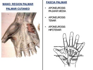 MANO: REGION PALMAR
PALMAR CUTANEO • APONEUROSIS
PALMAR MEDIA
• APONEUROSIS
TENAR
• APONEUROSIS
HIPOTENAR
FASCIA PALMAR
 