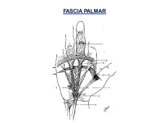 FASCIA PALMAR
 